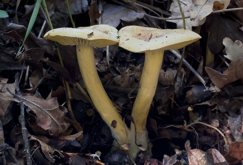 Tricholoma sulphureum